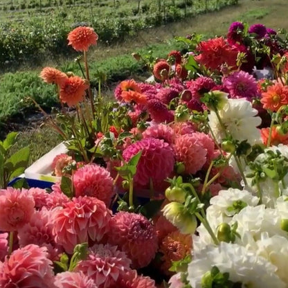 Farmer's Choice Mix Dahlia