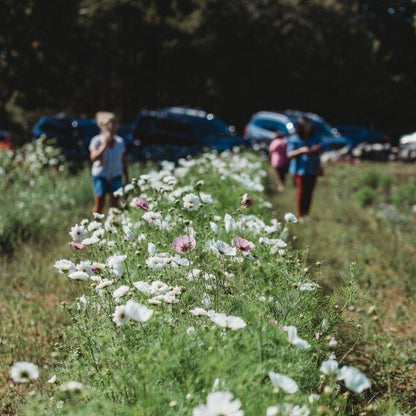 Cosmos Bunch