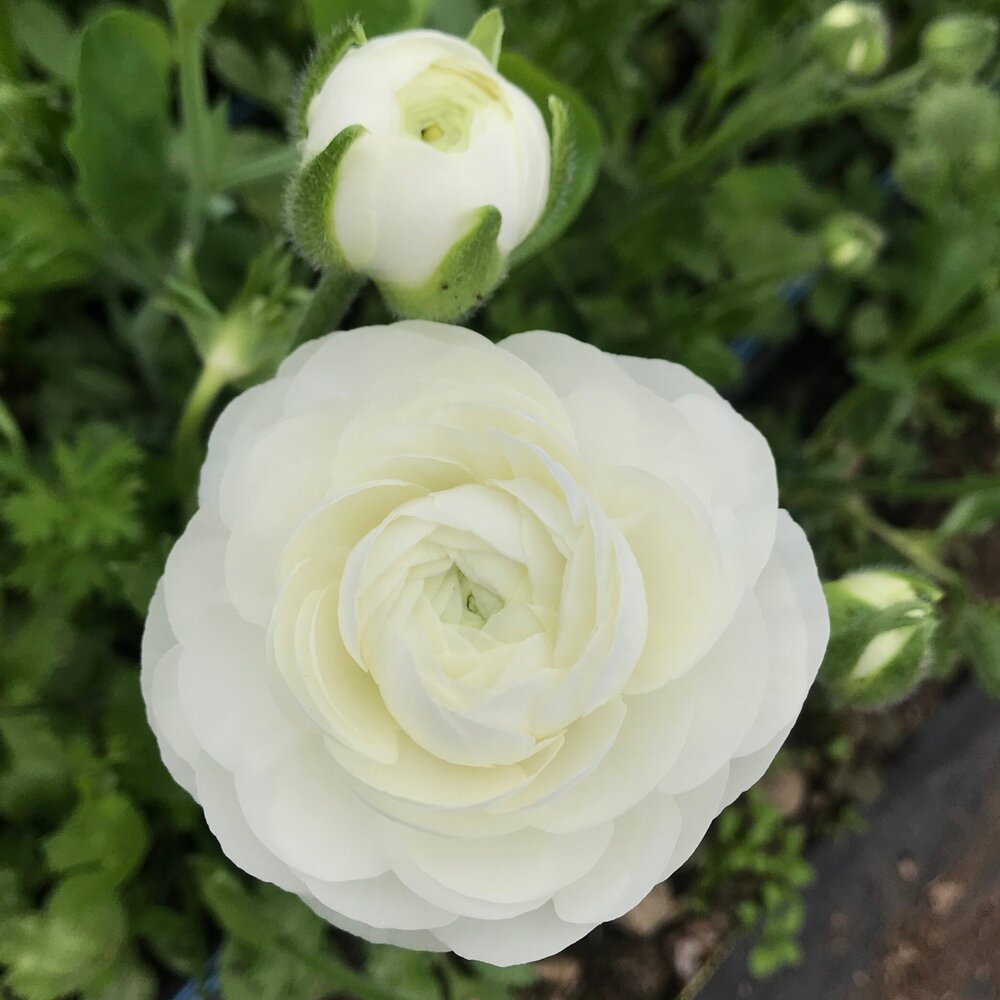 Bianco Italian Ranunculus