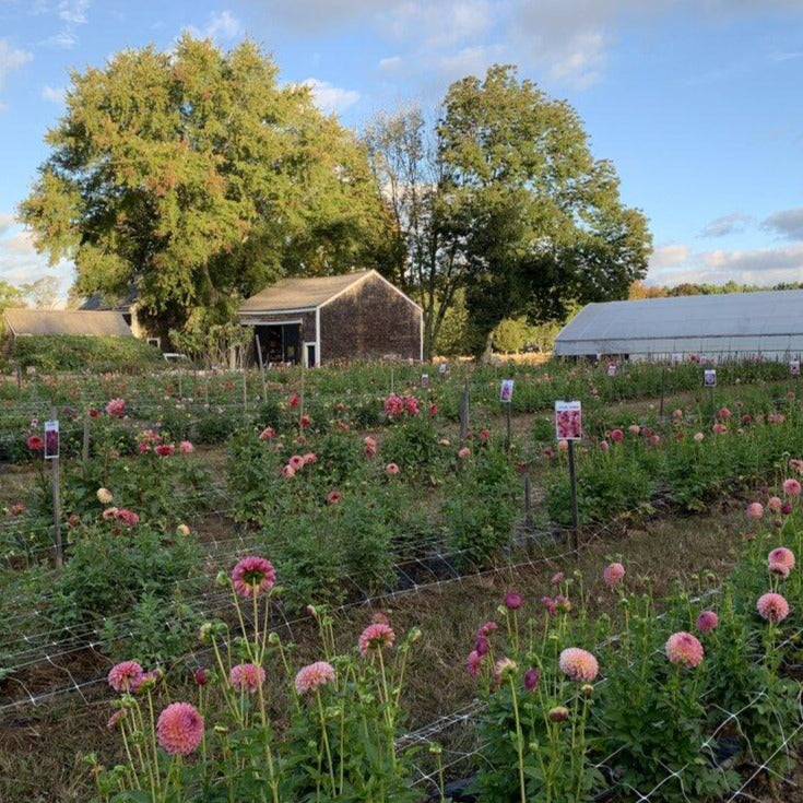 Farmer's Choice Mix Dahlia