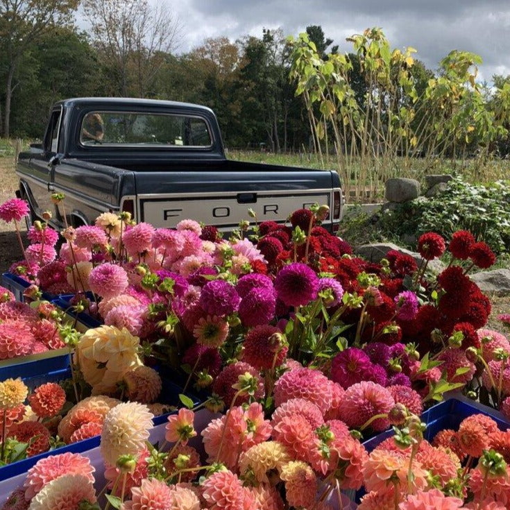 Farmer's Choice Mix Dahlia