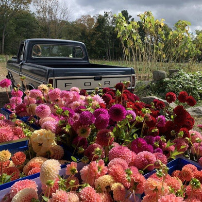 Farmer's Choice Mix Dahlia