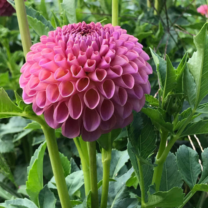 Jowey Winnie Dahlia Cross Street Flower Farm