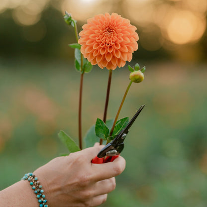 Maarn Dahlia Tuber