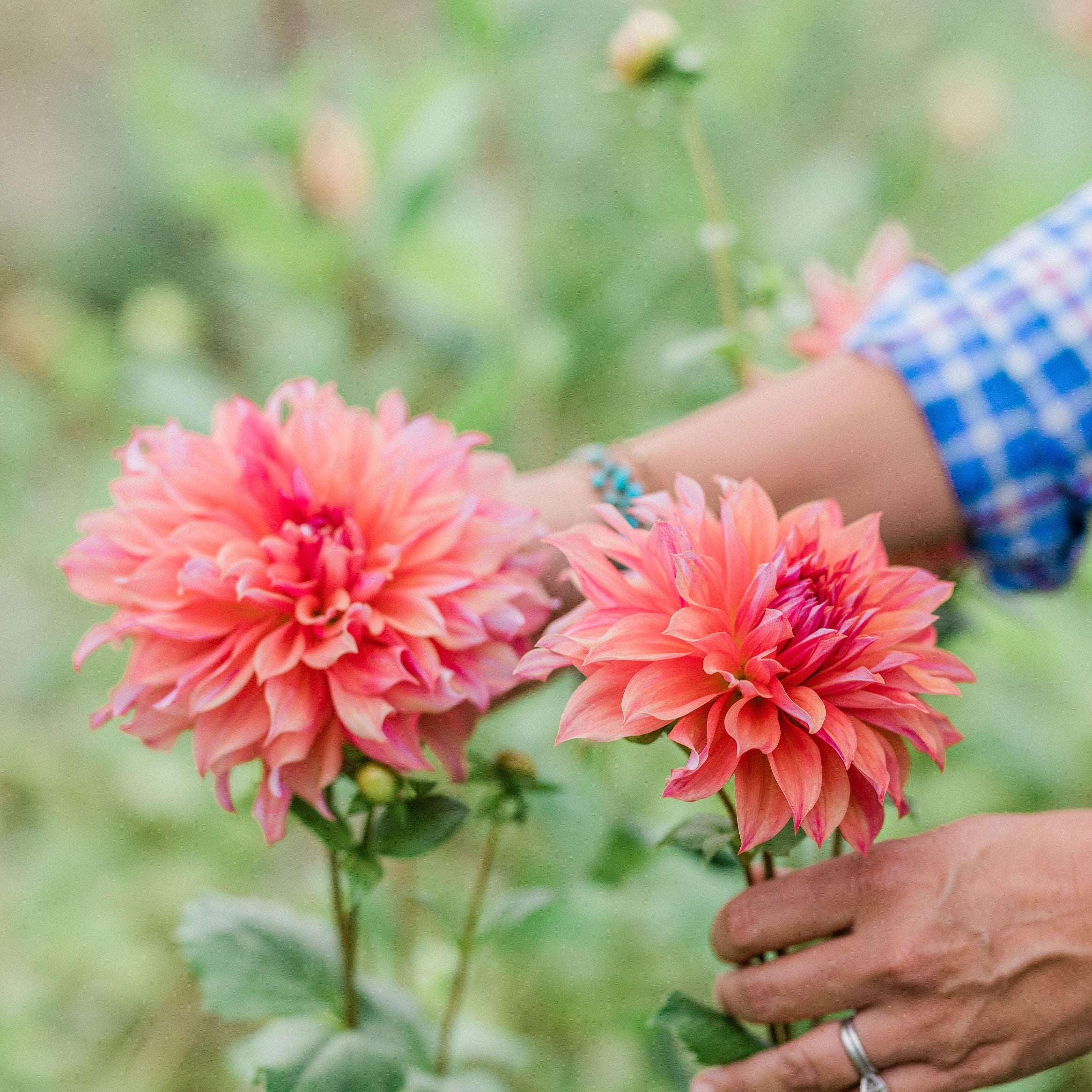 Penhill Watermelon Dahlia Cross Street Flower Farm
