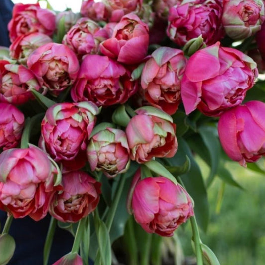 Renown Unique Tulip