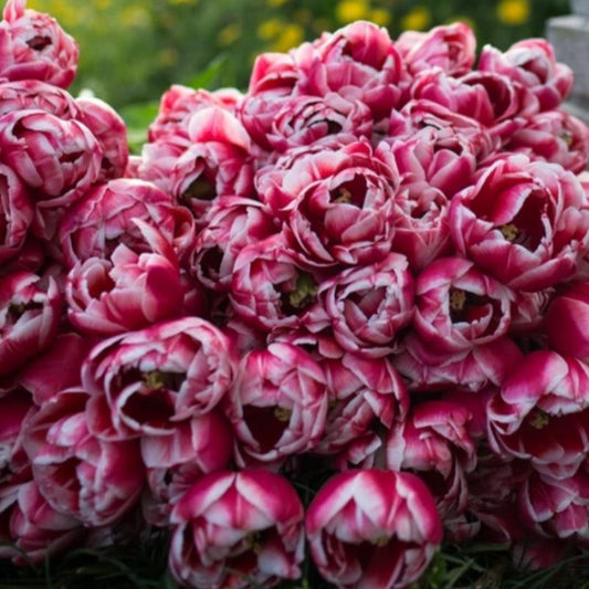 Drumline Tulip