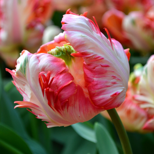 Apricot Parrot Tulip