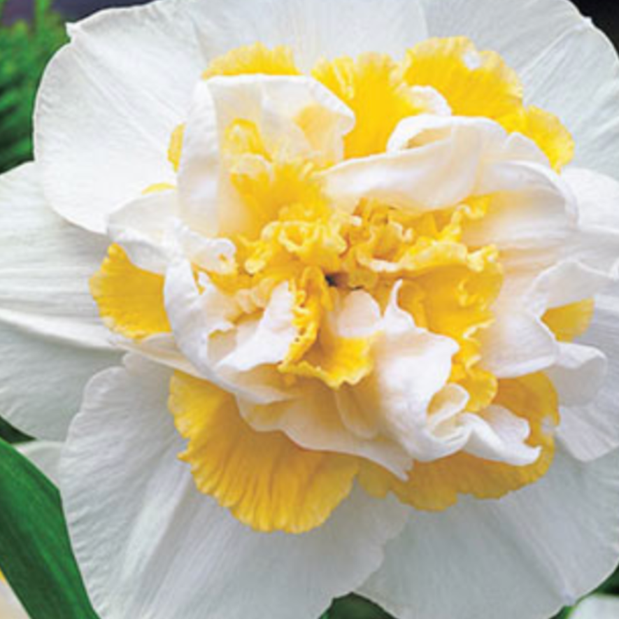 White Lion Daffodil