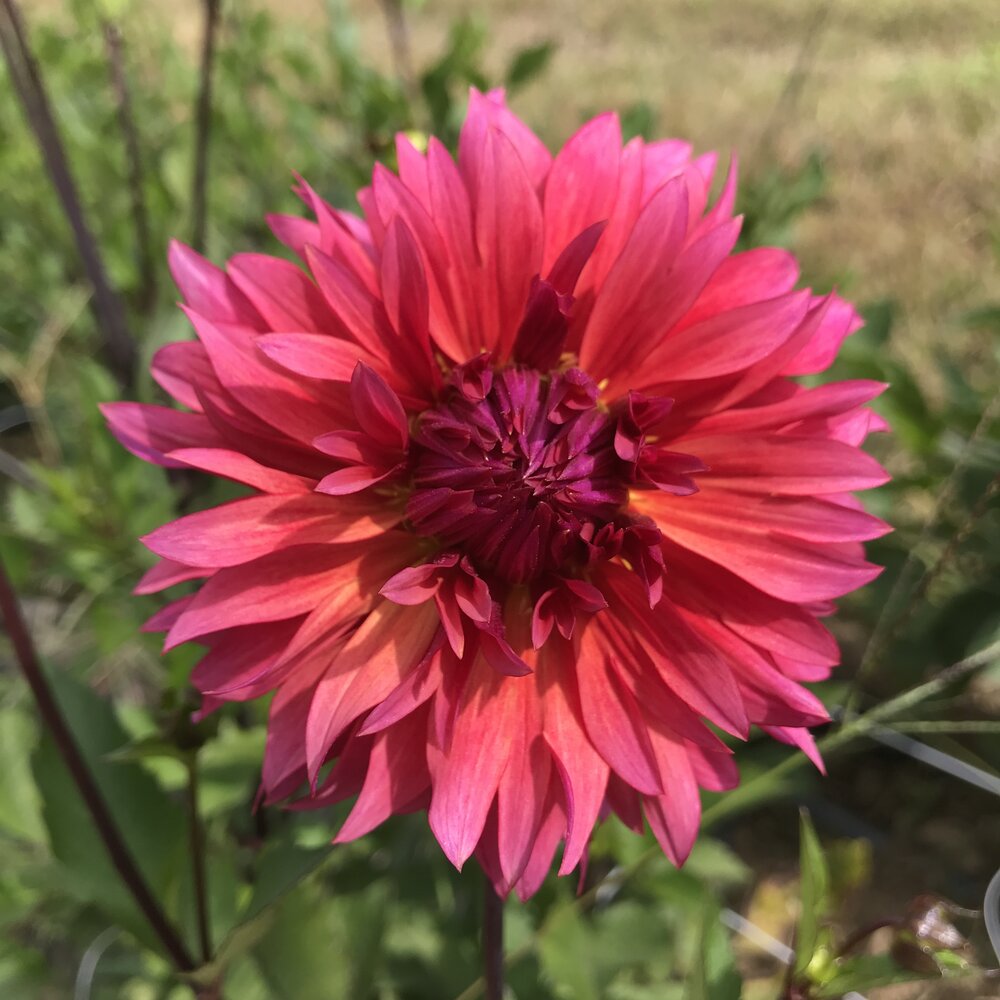 Sonic Bloom Dahlia Cross Street Flower Farm