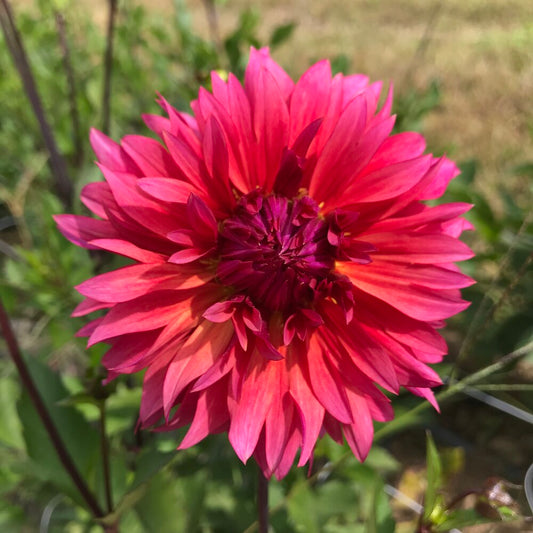 Sonic Bloom Dahlia Cross Street Flower Farm