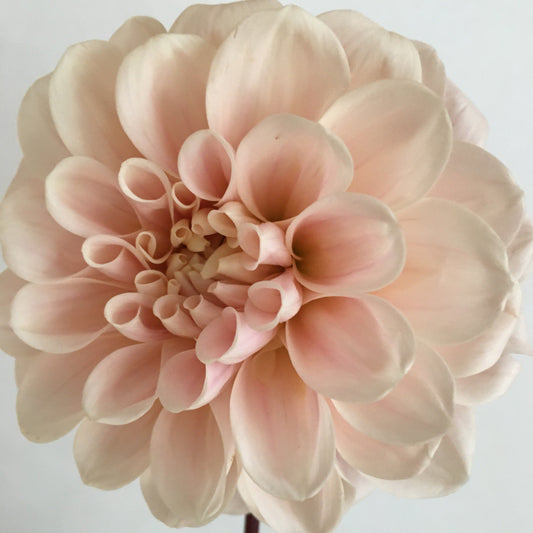 Sweet Nathalie Dahlia Cross Street Flower Farm