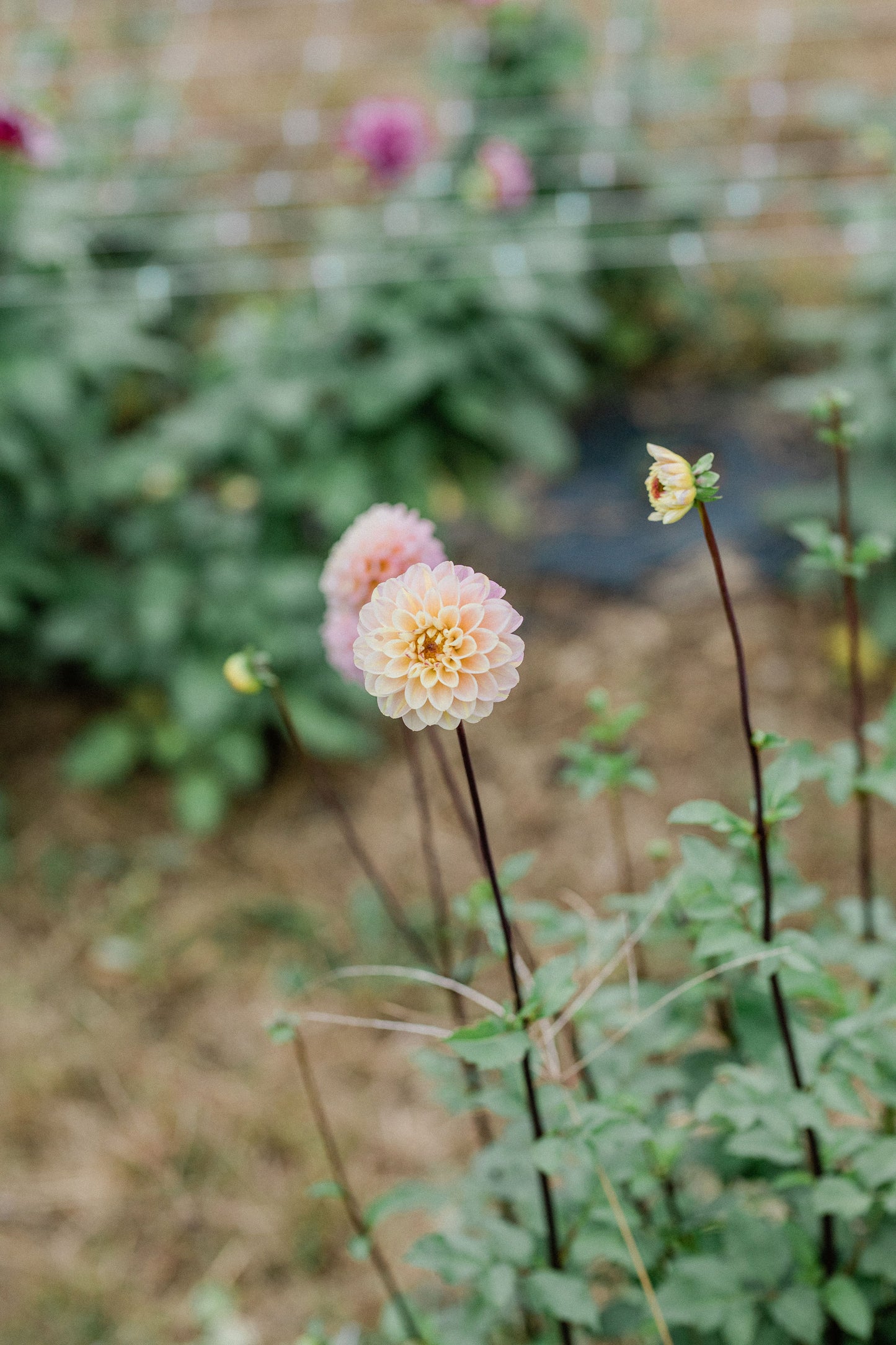 Wizard of Oz Dahlia Cross Street Flower Farm