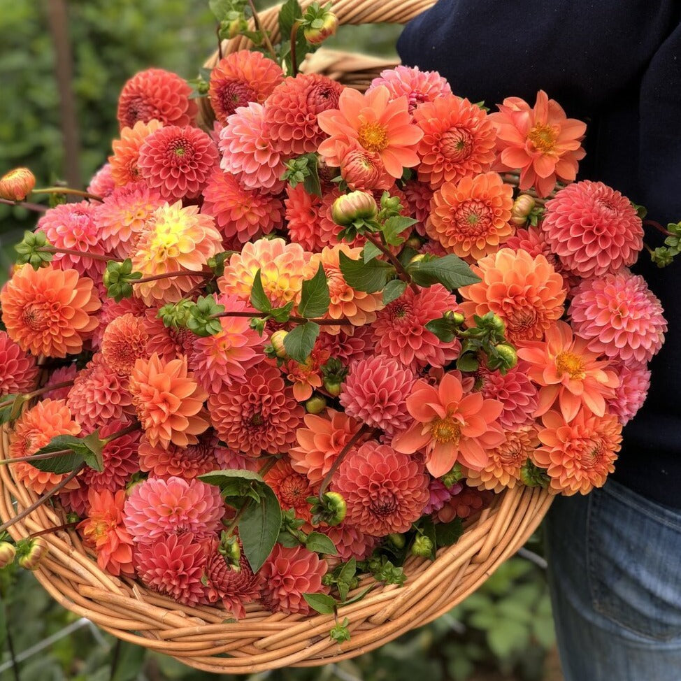 Farmer's Choice Mix Dahlia