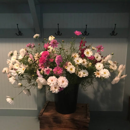 Cosmos Bunch