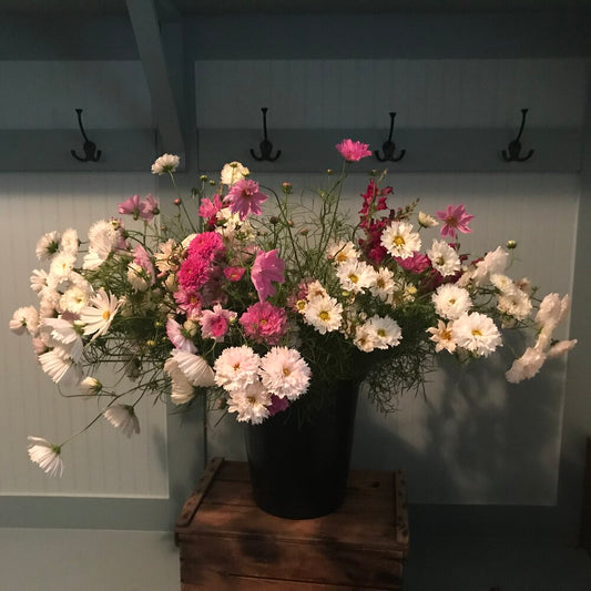 Cosmos Bunch