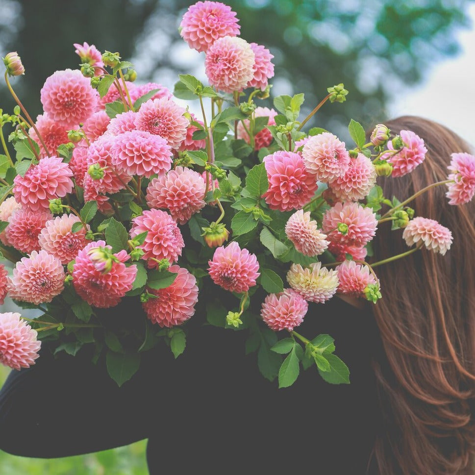 Farmer's Choice Mix Dahlia