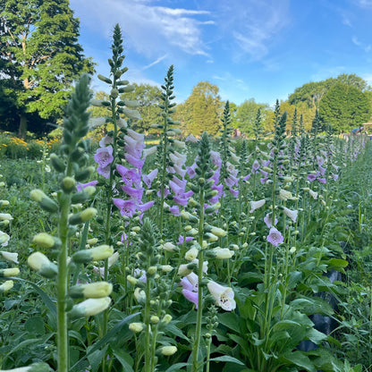 Foxglove Bunch