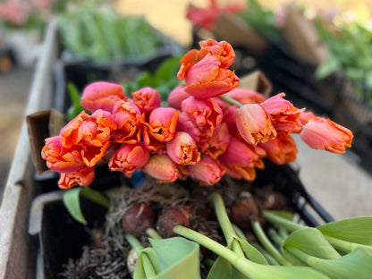 Fancy Tulip Bunch