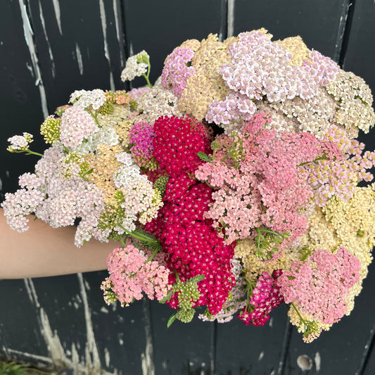 Yarrow bunch