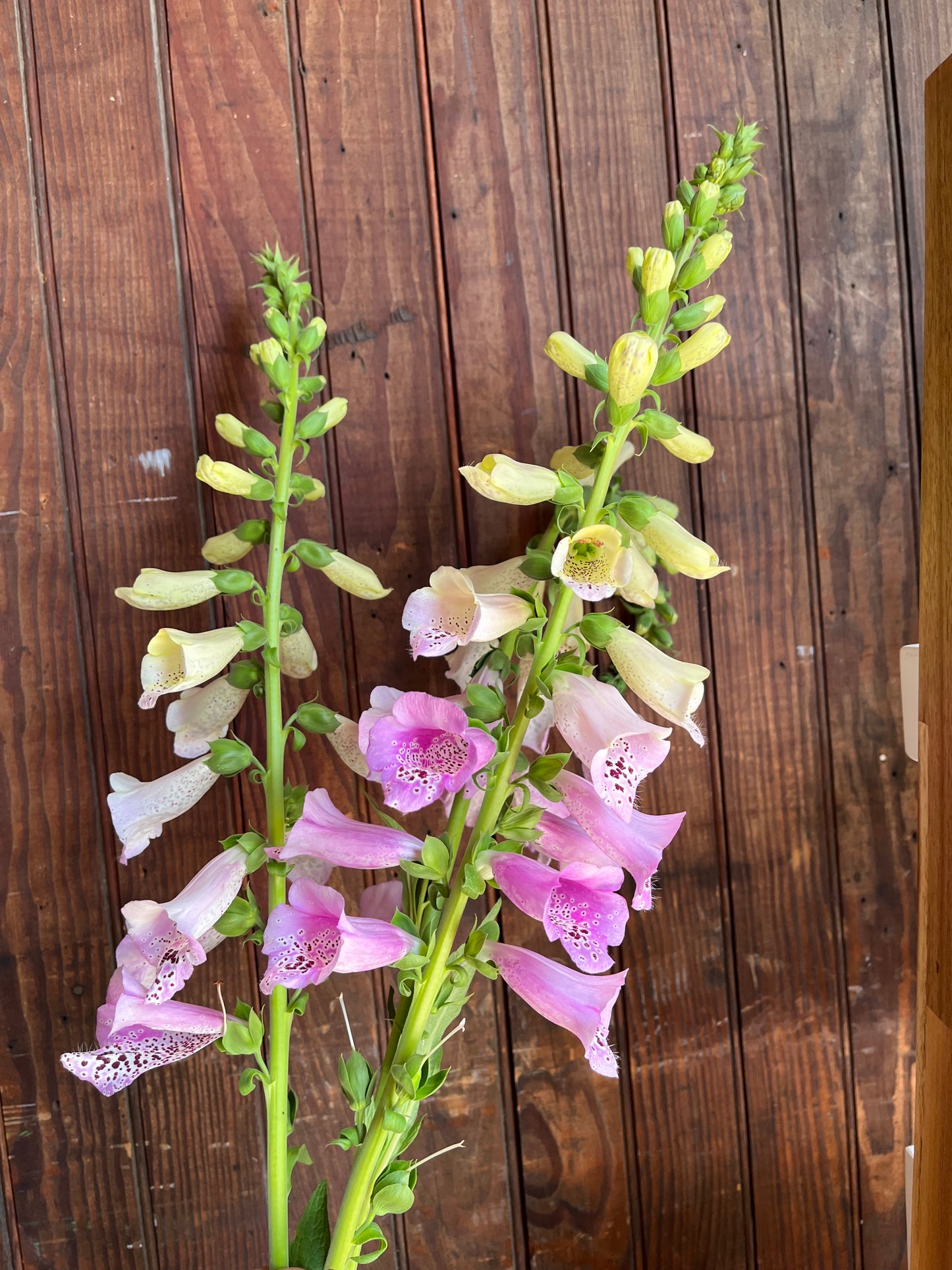 Foxglove Bunch
