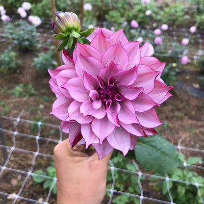 Creme de Casis Dahlia Tuber