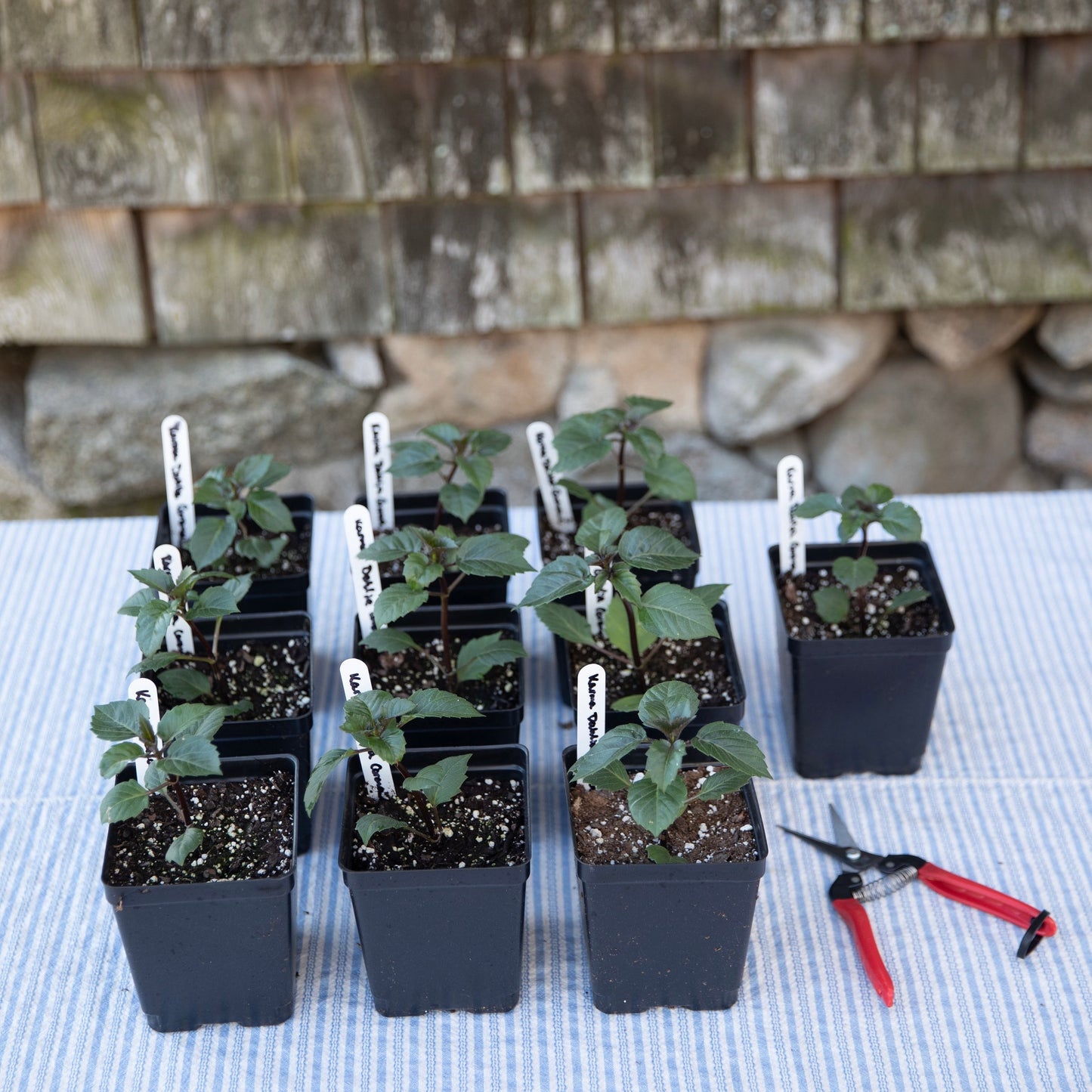 Dahlia Cutting Garden Kit (Plants)