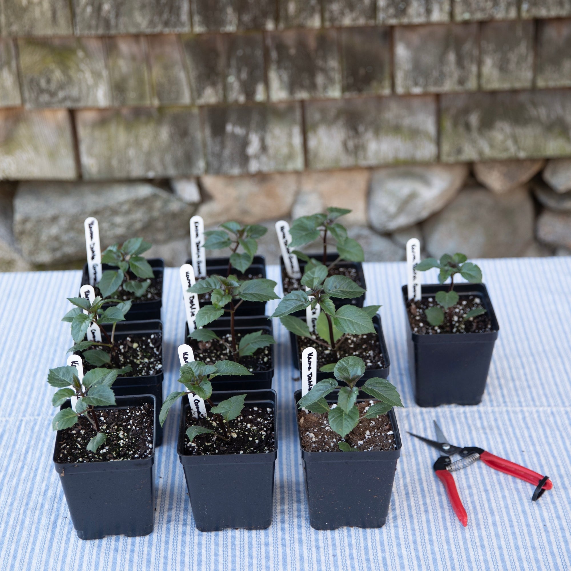 Dahlia Cutting Garden Kit (Seedlings)