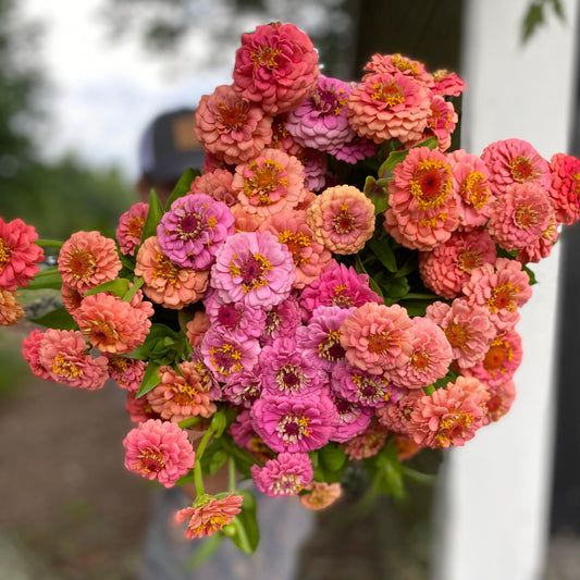 Zinnia Bunch