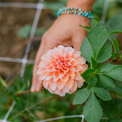 Peaches n Cream Dahlia Cross Street Flower Farm