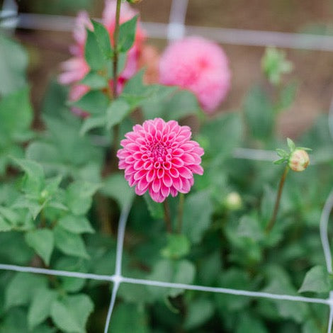 Rebecca Lynn Dahlia Tuber