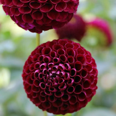 rocco dahlia cross street flower farm