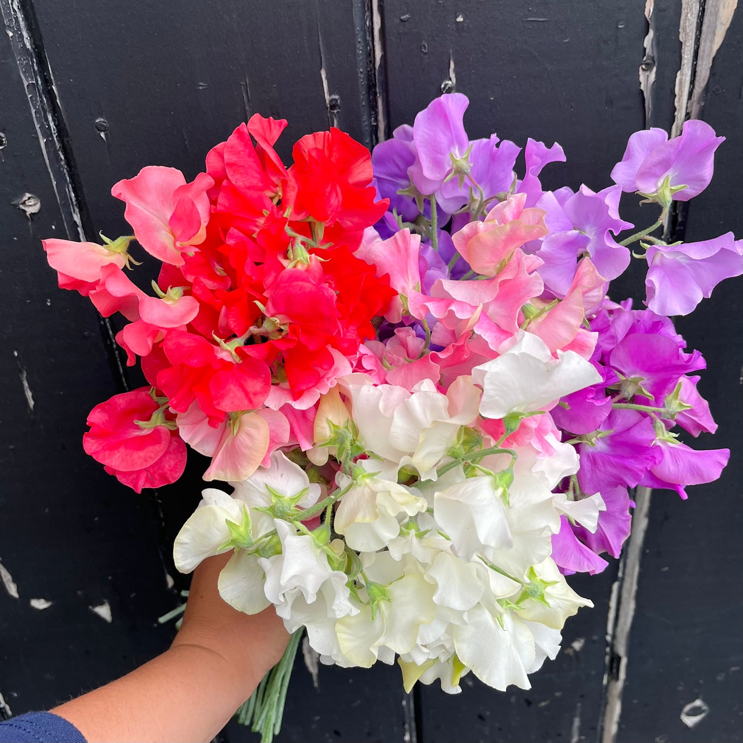Sweet Pea Bunch