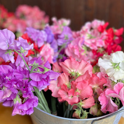 Sweet Pea Bunch