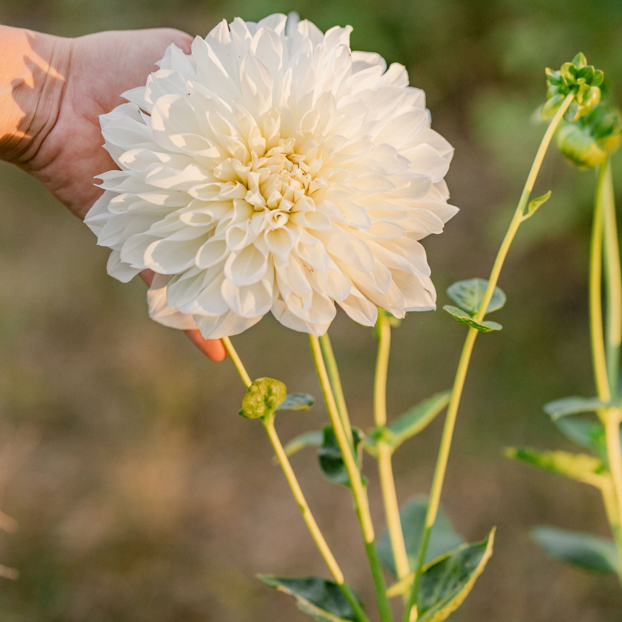 White Perfection Dahlia Tuber